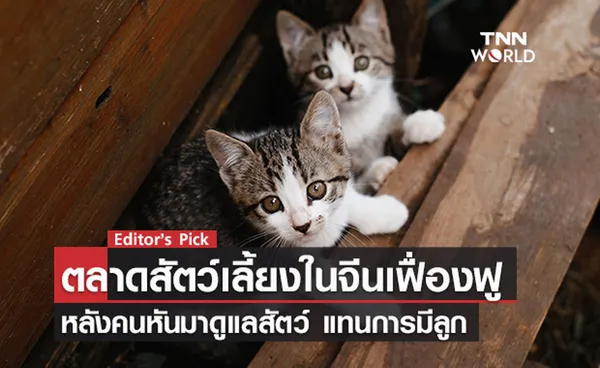 ตลาดสัตว์เลี้ยงในจีนเฟื่องฟู หลังคนหันมาดูแลสัตว์สุดน่ารัก แทนการมีลูก