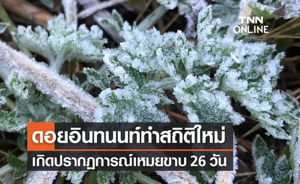 เหมยขาบดอยอินทนนท์ทำสถิติใหม่เกิดขึ้น 26 วันในฤดูหนาวปีนี้