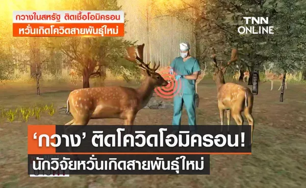 สหรัฐฯผวา! กวางหางขาวติดโควิดโอมิครอน หวั่นเกิดสายพันธุ์ใหม่