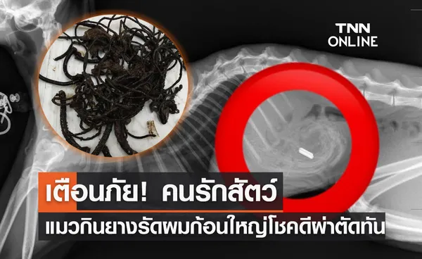 ทาสพึงระวัง! เตือนภัย แมวกินยางรัดผม โชคดีผ่าตัดทันเวลา