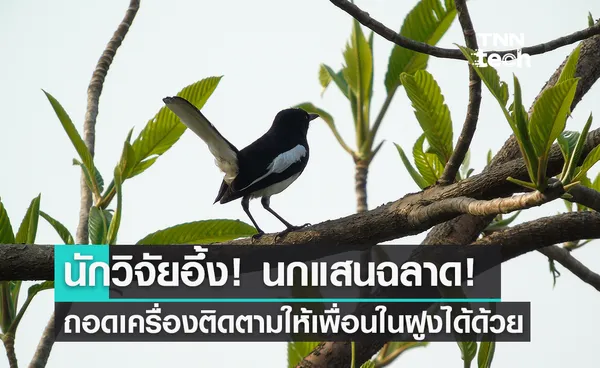 รู้ทันนะมนุษย์! นักวิทยาศาสตร์พบ นกถอดเครื่องติดตามเองได้!