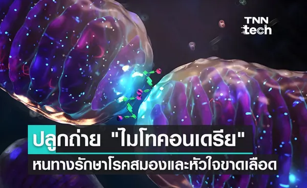 ปลูกถ่าย ไมโทคอนเดรีย แนวทางใหม่ของการรักษาโรคสมองและหัวใจขาดเลือด