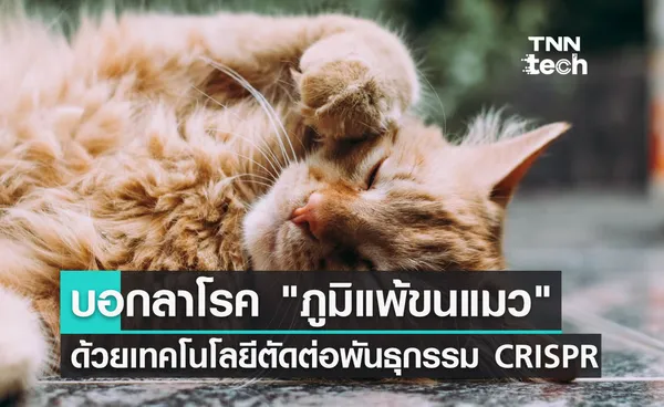 บอกลา ภูมิแพ้ขนแมว ด้วยการตัดต่อพันธุกรรม CRISPR ให้คุณกอดน้องเหมียวได้อย่างสบายใจ