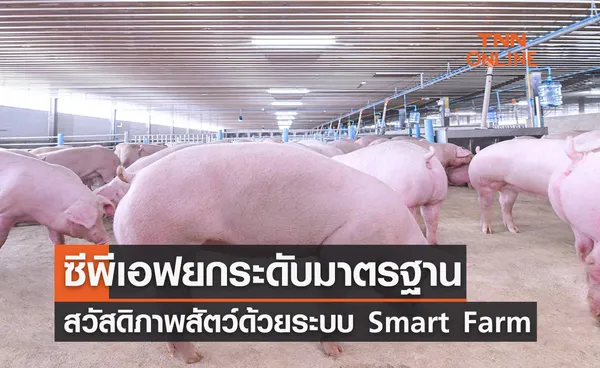 ซีพีเอฟยกระดับมาตรฐานสวัสดิภาพสัตว์ ด้วยระบบ Smart Farm 