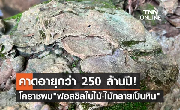 ฮือฮา! โคราชพบ ฟอสซิลใบไม้-ไม้กลายเป็นหิน คาดอายุกว่า 250 ล้านปี