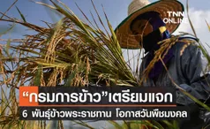 กรมข้าว เตรียมแจก 6 พันธุ์ข้าวทรงปลูกพระราชทาน เนื่องในวันพืชมงคล 