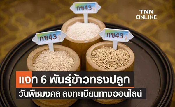 กรมการข้าว แจก 6 พันธุ์ข้าวทรงปลูกพระราชทาน เนื่องในวันพืชมงคล ลงทะเบียนคลิก!