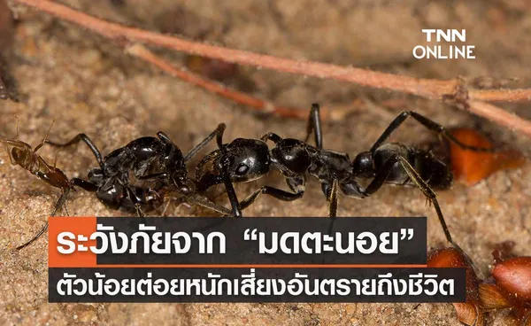 ระวัง! มดตะนอย ตัวน้อยต่อยหนักโดนแล้วเสี่ยงอันตรายถึงชีวิต