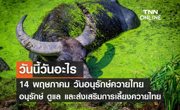 วันนี้วันอะไร วันอนุรักษ์ควายไทย ตรงกับวันที่ 14 พฤษภาคม