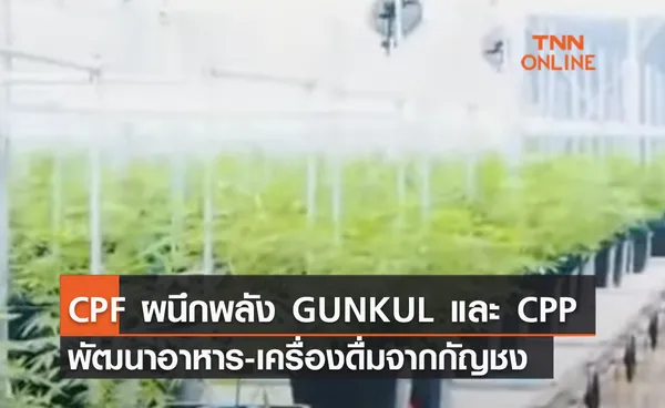 (คลิป) CPF ผนึกพลัง GUNKUL และ CPP พัฒนาอาหาร-เครื่องดื่มจากกัญชง