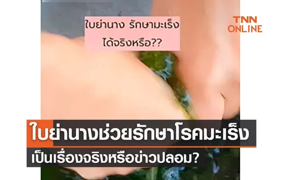 ไขข้อสงสัย “ดื่มน้ำใบย่านาง” ช่วยรักษาโรคมะเร็งได้ จริงหรือไม่? 