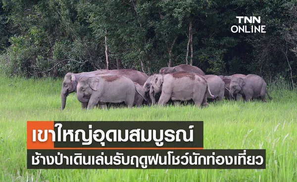 เปิดภาพเขาใหญ่อุดมสมบูรณ์ ช้างป่านับสิบเดินเล่นโชว์นทท.