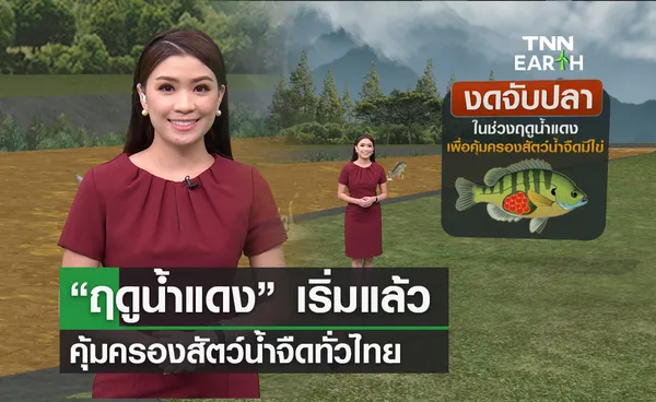 “ฤดูน้ำแดง” เริ่มแล้ว คุ้มครองสัตว์น้ำจืดมีไข่ทั่วไทย