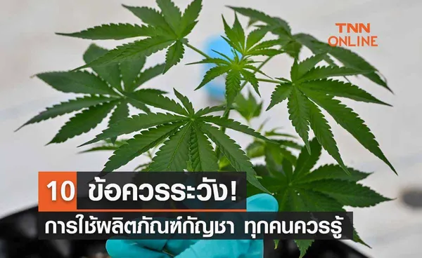 10 ข้อควรระวังในการใช้ผลิตภัณฑ์กัญชาก่อนปลดล็อก 9 มิ.ย. นี้ 