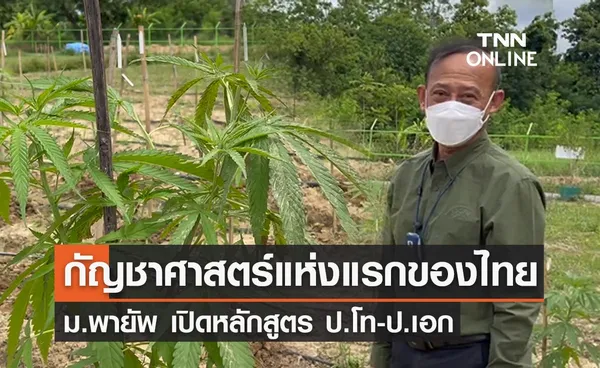 ม.พายัพ เปิดหลักสูตร ป.โท-ป.เอก กัญชาศาสตร์ฯ แห่งแรกของไทย!