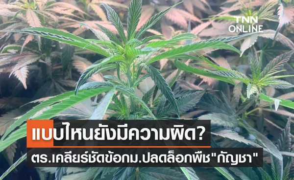 ปลดล็อกกัญชา ตร.เคลียร์ชัด มี-ใช้ กัญชา แบบไหนยังมีความผิด?