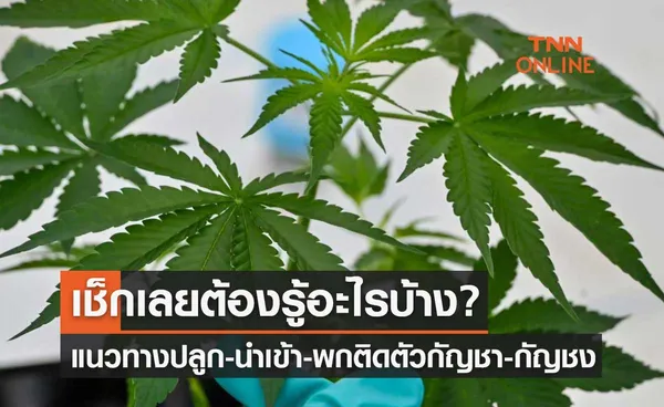 ปลดล็อกกัญชา แนวทางการปลูก-นำเข้า-พกติดตัว เช็กเลยต้องรู้อะไรบ้าง?