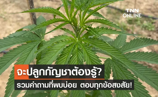 ลงทะเบียนกัญชา ปลูกกัญชา รวมคำถามที่พบบ่อย ตอบชัดทุกข้อสงสัย!