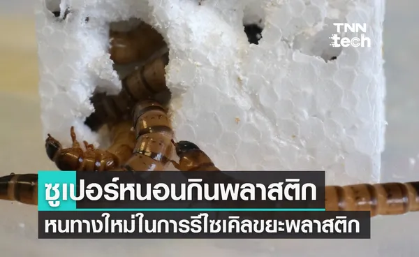 ซูเปอร์หนอนกินพลาสติกเป็นอาหารหนทางใหม่ในการรีไซเคิล