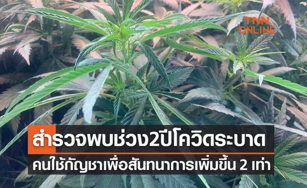  ผลสำรวจพบ “ผู้ใช้กัญชาเพื่อสันทนาการ” ในช่วงโควิด เพิ่ม 2 เท่า 