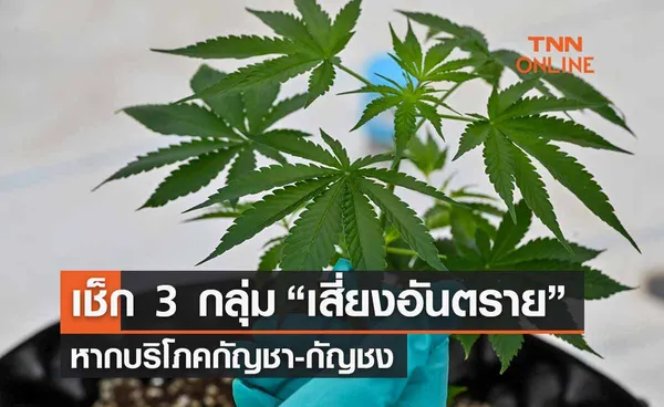 เช็ก 3 กลุ่ม “เสี่ยงอันตราย” หากบริโภคกัญชา-กัญชง ศึกษาให้ดีก่อนใช้