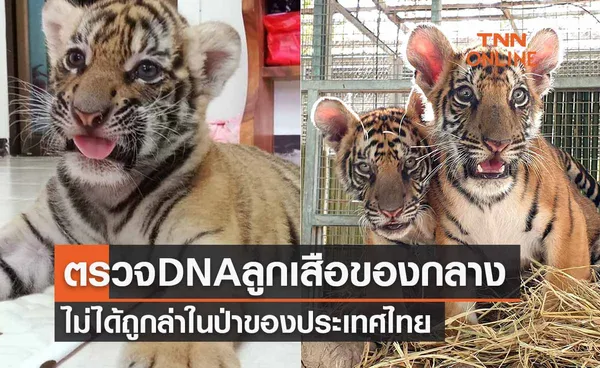 โล่งอก! ‘น้องขวัญ-ต้นกล้า-ต้นข้าว’ ตรวจ DNA ไม่ได้ถูกล่าในป่าไทย