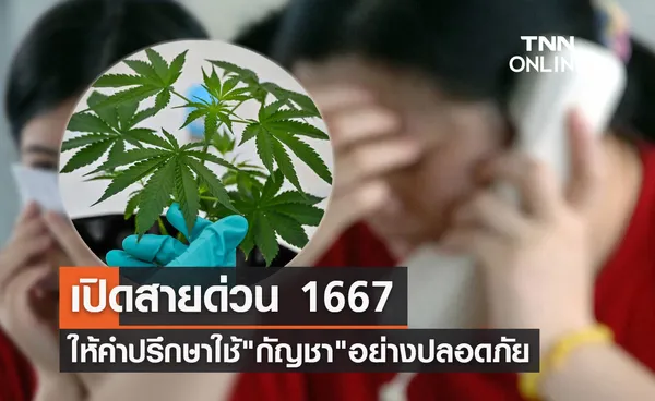 เปิดสายด่วน 1667 ให้คำปรึกษาใช้ กัญชา-กัญชง อย่างปลอดภัย