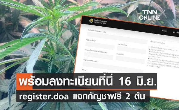 ลงทะเบียนรับต้นกัญชาฟรีที่นี่  register.doa.go.th เริ่มแล้ววันนี้ (16 มิ.ย.) 