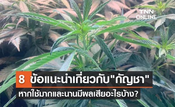 8 คำแนะนำ-ความรู้เกี่ยวกับ กัญชา ใช้มากและนานมีผลเสียอะไรบ้าง?