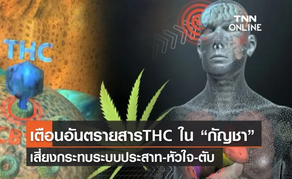 (คลิป) เตือนอันตรายสารTHC ใน “กัญชา” เสี่ยงกระทบระบบประสาท-หัวใจ-ตับ