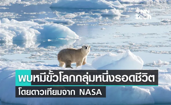 ดาวเทียมของ NASA ช่วยทำการศึกษาหมีขั้วโลกที่รอดชีวิตจากภาวะโลกร้อน