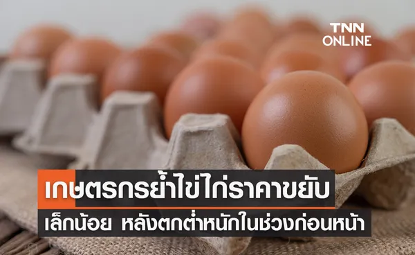 เกษตรกรย้ำไข่ไก่ราคาขยับเล็กน้อย หลังตกต่ำหนักในช่วงก่อนหน้า  