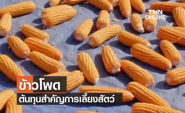 (คลิป) ข้าวโพด ต้นทุนสำคัญการเลี้ยงสัตว์