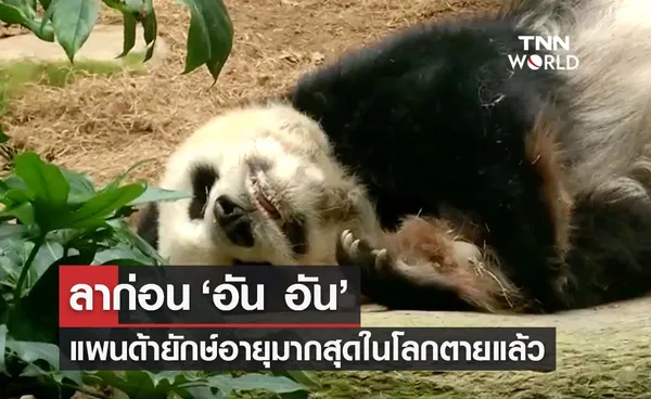 เศร้า! ‘อัน อัน' แพนดายักษ์เพศผู้อายุมากที่สุดในโลกตายแล้ว 