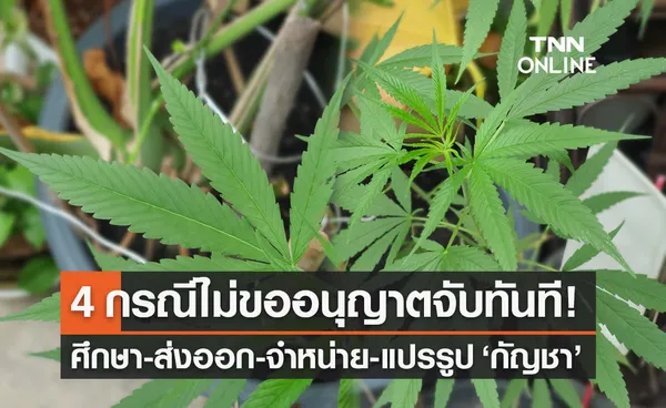 กฎหมาย กัญชา ต้องรู้! 4 กรณีไม่ขออนุญาต ตำรวจจับกุมได้ทันที