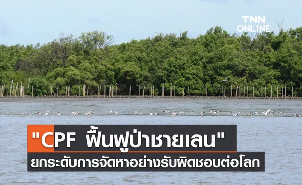 (คลิป) CPF ฟื้นฟูป่าชายเลน ยกระดับการจัดหาอย่างรับผิดชอบต่อโลก