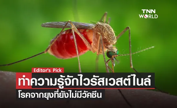 ‘ทำความรู้จักไวรัสเวสต์ไนล์’ โรคจากยุงที่ยังไม่มีวัคซีน หลังจำนวนผู้ติดเชื้อ-ตายเพิ่มขึ้นในอิตาลี 