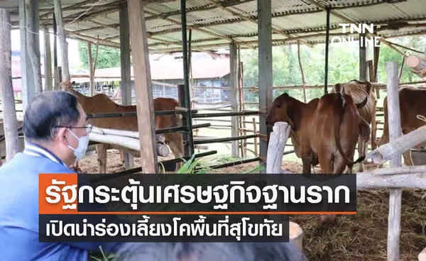 กระตุ้นเศรษฐกิจฐานราก เปิดนำร่องเลี้ยงโคพื้นที่สุโขทัย 1,000 ครัวเรือน