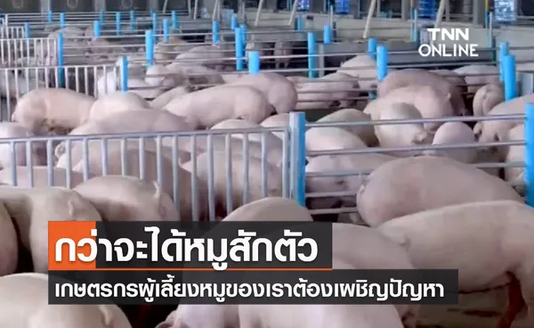 (คลิป) กว่าจะได้หมูสักตัว กว่าจะได้หมูสักตัว เกษตรกรผู้เลี้ยงหมูของเราต้องเผชิญปัญหา