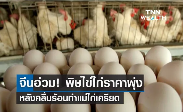 จีนอ่วม! พิษไข่ไก่ราคาพุ่ง หลังคลื่นร้อนทำแม่ไก่เครียด