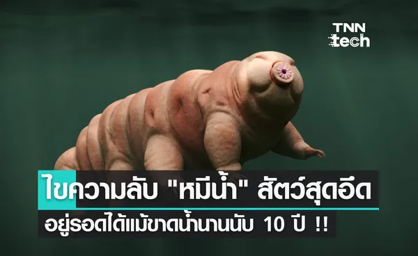 พบคำตอบ หมีน้ำ มีชีวิตรอดแม้ขาดน้ำนานนับ 10 ปี ด้วยโปรตีนชนิดพิเศษ