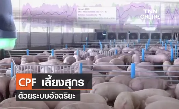 (คลิป) CPF เลี้ยงสุกรด้วยระบบอัจฉริยะ    