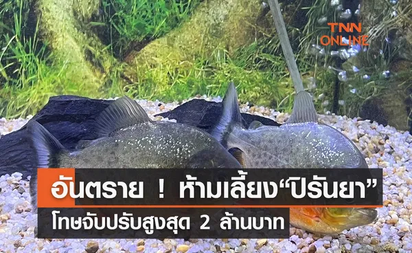 ประมงเตือนห้ามเลี้ยง “ปิรันยา โทษจับปรับสูงสุด2ล้านบาท