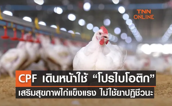 ซีพีเอฟ เดินหน้าใช้ “โปรไบโอติก” เสริมสุขภาพไก่แข็งแรง ไม่ใช้ยาปฏิชีวนะ