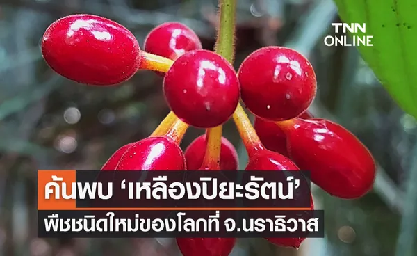 ค้นพบ เหลืองปิยะรัตน์ พืชชนิดใหม่ของโลกที่ จ.นราธิวาส