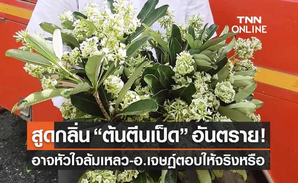 แชร์ว่อน! “ต้นตีนเป็ด” สูดดมนานๆเสี่ยงหัวใจล้มเหลว อ.เจษฎ์ ตอบให้จริงหรือ? 