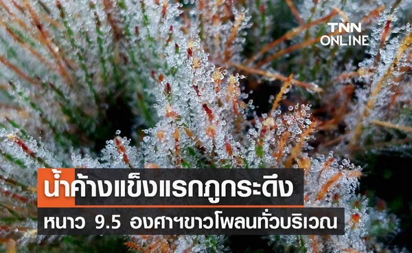 เปิดภาพ “ยอดภูกระดึง” หนาว 9.5 องศาฯ น้ำค้างแข็งแรกในรอบปี 