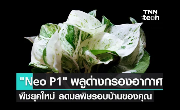 พลูด่างกรองอากาศ ช่วยกรองสารพิษรอบบ้านของคุณ ประสิทธิภาพดีกว่าเครื่องกรองอากาศถึง 30 เท่า