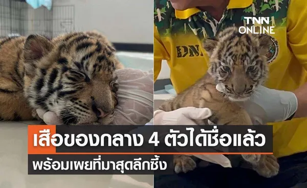 ลูกเสือของกลาง 4 ตัวได้ชื่อแล้ว-พร้อมเผยที่มาสุดลึกซึ้ง 