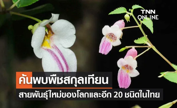 ค้นพบ พืชสกุลเทียน สายพันธุ์ใหม่ของโลก และอีกกว่า 20 ชนิดในไทย